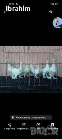 Adanaki, снимка 2 - Гълъби - 32673455