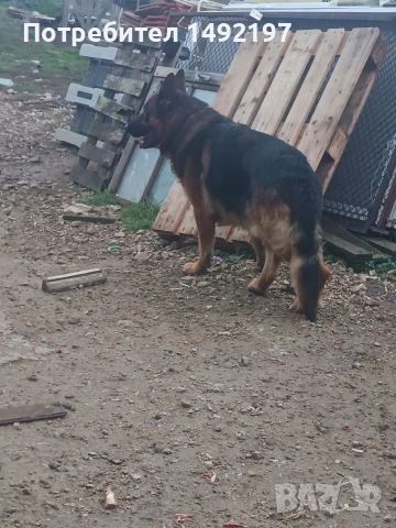 Сръбско мъжко куче немска овчарка за разплод със всички документи., снимка 5 - Немска овчарка - 52792331