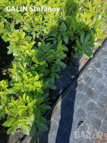 лавровишна цена 7лева , снимка 2 - Градински цветя и растения - 49482534