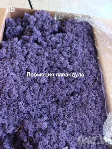 Скандинавски мъх за живи стени, пана, декорации картини декоративен мъх, снимка 5 - Пана - 55911704
