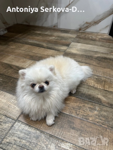 Померан, снимка 3 - Померан - 52881662