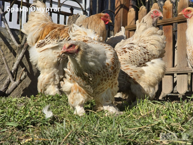 Продавам разплодни яйца от Бяло златна Брама [White gold Brahma], снимка 9 - Кокошки и пуйки - 53811702