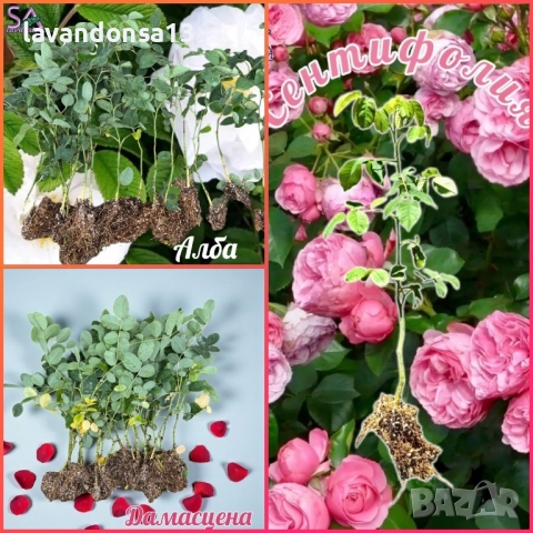 💟Лавандула🇧🇬Маслодайни Рози💞, снимка 5 - Разсади - 30787134