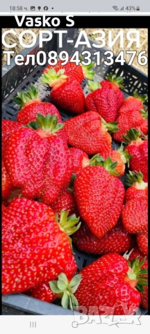 Здрови и качествени разсади 2025г, снимка 5 - Разсади - 52444842