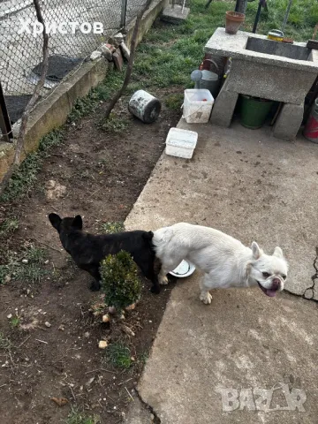 мъжки флуфита за разплод ( френски булдог).