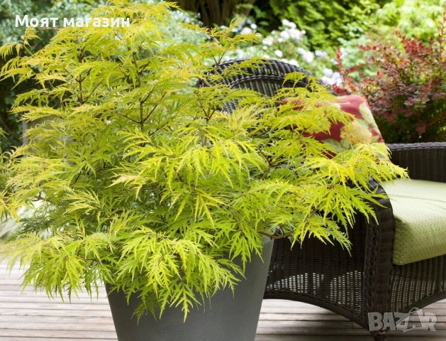 Червен Бъз - Декоративен храст с лимонена украса, снимка 5 - Градински цветя и растения - 53649993