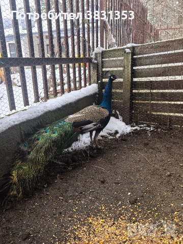 Семейство индийски пауни