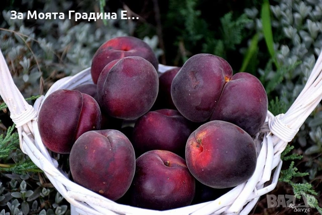 Слива - Пламкот (Кайсия-слива хибрид) , снимка 3 - Градински цветя и растения - 53618579