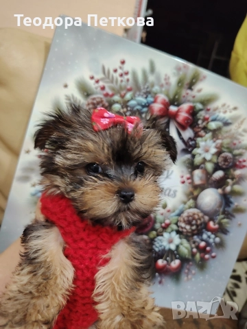 мини йоркширски териер момиче 
