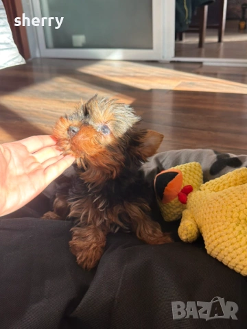 Мини йркита, снимка 3 - Йоркширски териер - 53660431