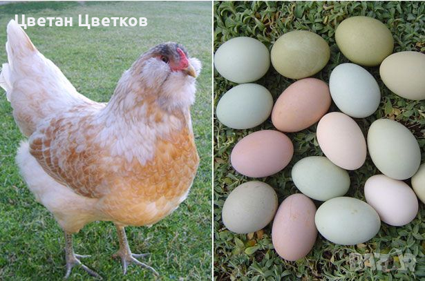 Домашни яйца. Разплодни яйца., снимка 7 - Домашни продукти - 44618193