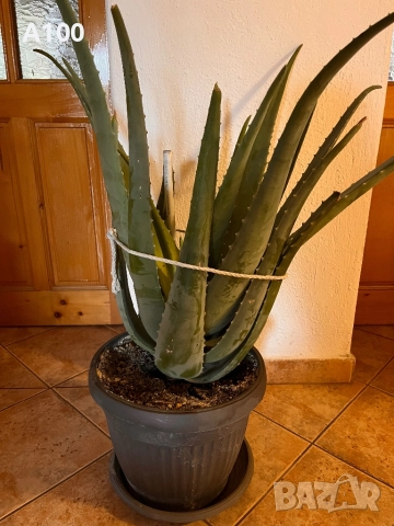 Алое вера - различни големини