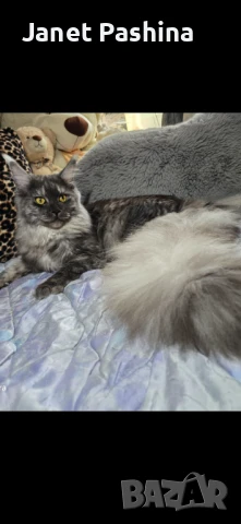 Чистокръвни Мейн Куун котенца , снимка 8 - Мейн кун - 48431594