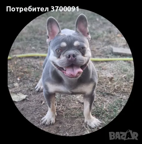 мъжки френски булдог за разплод 