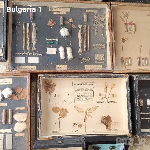 Учебни модели по Биология и География в дървена рамка със стъкло , снимка 6 - Антикварни и старинни предмети - 51689244