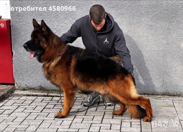 Елитни Немски Овчарки , снимка 6 - Немска овчарка - 52130503