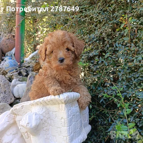 Той пудел момиче., снимка 2 - Пудели - 55974244