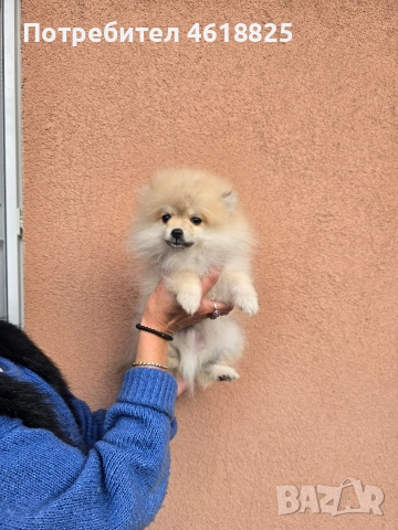 Померан , снимка 2 - Померан - 52684949