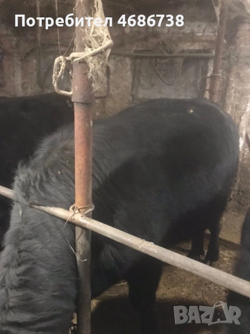 Продавам мъжки телета, снимка 6 - Крави - 53730983