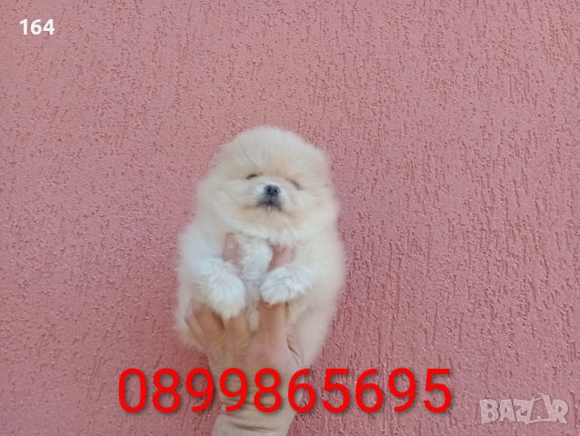 Женски Померан. Реални снимки от 23.02.26 г., снимка 5 - Померан - 53524180