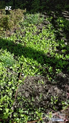 разсад невен, снимка 9 - Разсади - 50385062