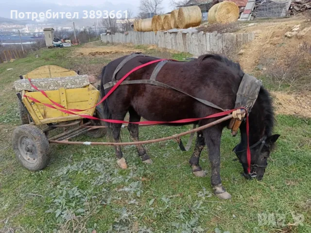 Продавам кон с каруца, снимка 6 - Коне - 49037823