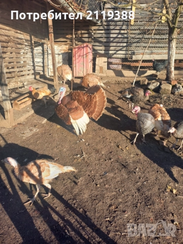 Пуяк, снимка 7 - Кокошки и пуйки - 52422713