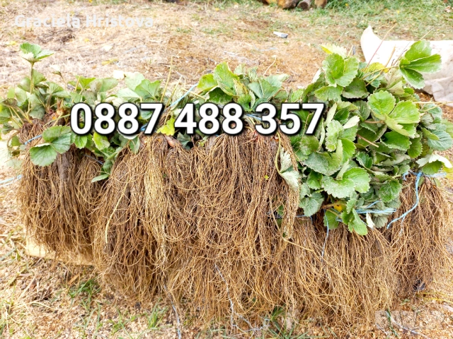 Продавам разсад ягоди , снимка 14 - Сортови семена и луковици - 53619821