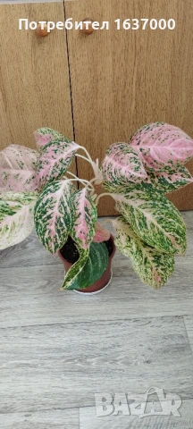 Аглаонема Novelty , снимка 1