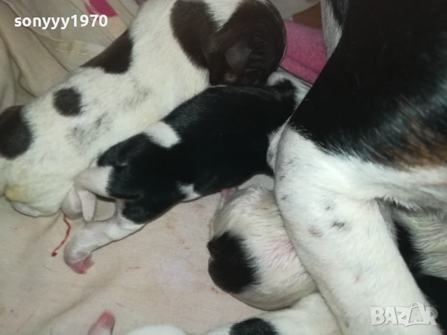 ДЖАК РЪСЕЛ БЕБЕТА 1408252035, снимка 18 - Джак ръсел териер - 51369704