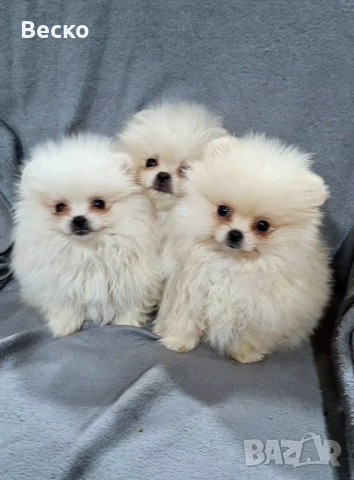 Померан мини мъжки , снимка 4 - Померан - 53622473