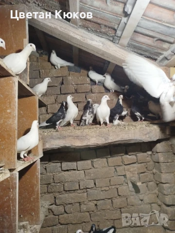 продавам гълъби различни породи , снимка 3 - Гълъби - 51160431