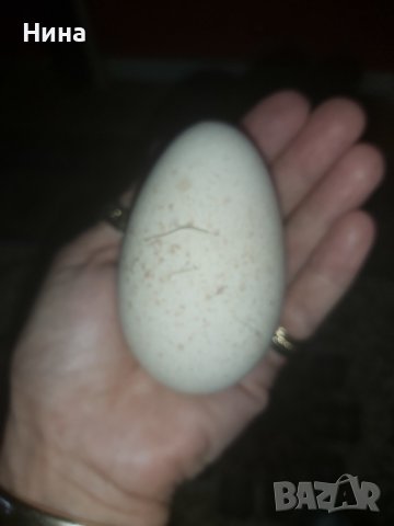 Пуешки яйца , снимка 3 - Кокошки и пуйки - 41474354