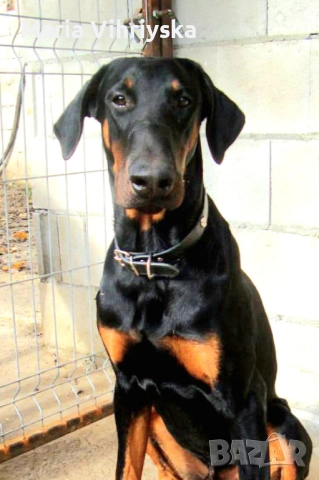 Добермани расови, снимка 4 - Доберман - 52905824