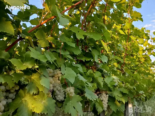 Грозде Мускат Отонел, снимка 3 - Домашни продукти - 55772763