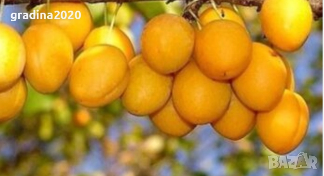 Руска слива „ Афъзка Жълта “, снимка 3 - Разсади - 52656794