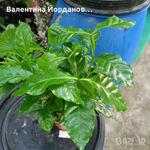 разкошни стайни растения , снимка 6 - Стайни растения - 56140195