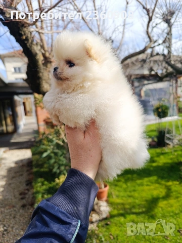 Померан, померанче, снимка 7 - Померан - 53483335