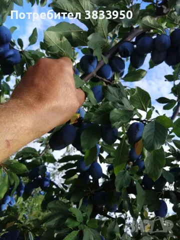Продавам сини сливи , снимка 2 - Домашни продукти - 55986189