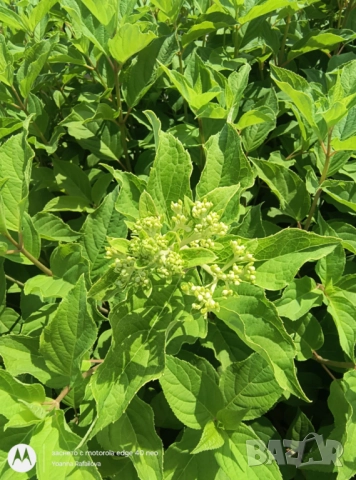 Хортензии за слънце, снимка 7 - Градински цветя и растения - 51461220