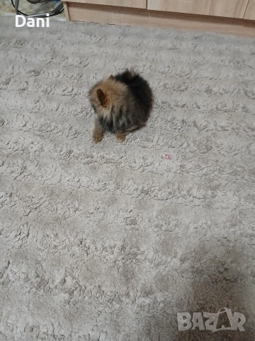 Mini Pomeran, снимка 12 - Померан - 52793701
