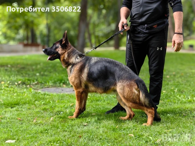 Немски овчарки, снимка 3 - Немска овчарка - 51082246