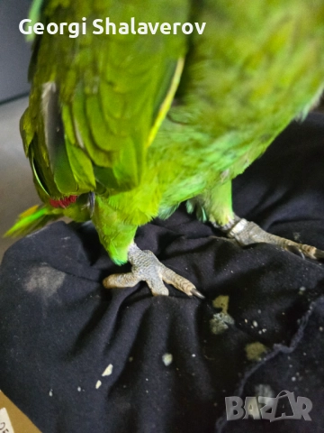 Продавам ръчно хранени бебета Жълтоврата Амазона , снимка 4 - Папагали - 51804240