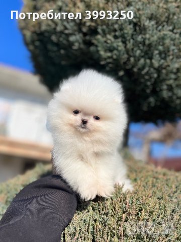 Мини мини Померан, снимка 7 - Померан - 44304488
