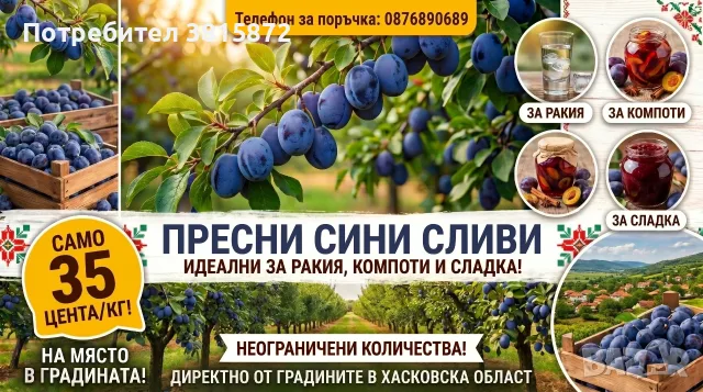 СИНИ СЛИВИ РЕКОЛТА 2026