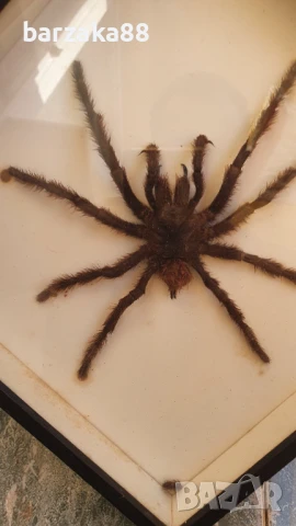 Тарантула Паяк, снимка 2 - Колекции - 51264011