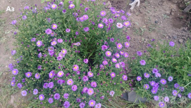 Цветя Астра алпийска – за ранно пролетно засаждане в градината, снимка 3 - Разсади - 41046622