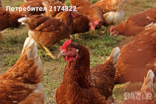 Кокошки носачки ломан браун , снимка 1 - Кокошки и пуйки - 44334517
