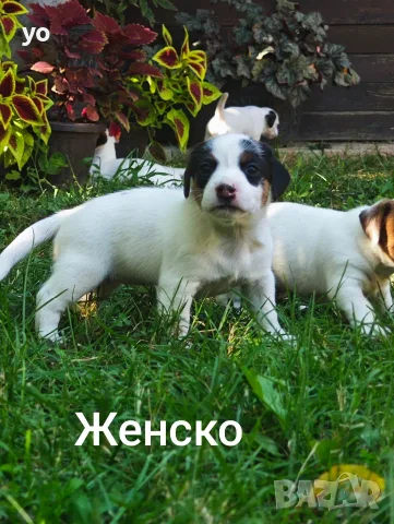 Джак Ръсел Териер , снимка 6 - Джак ръсел териер - 55772761