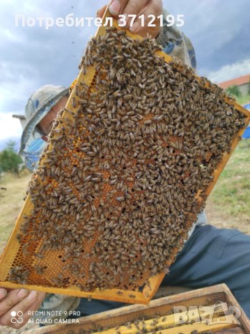 Продавам Пчелни отводки , снимка 2 - За пчели - 40460810